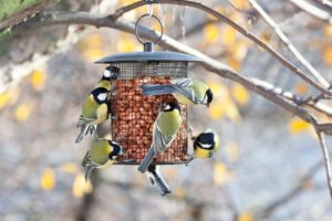 Best-Bird-Feeders-in-All-Shapes-and-Sizes