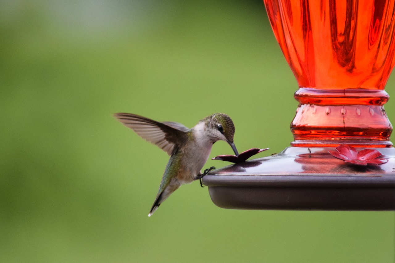 Hummingbird-on-feeder-with-green-background