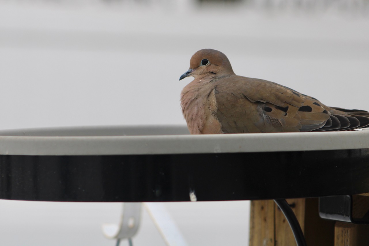 A-mourning-dove-sitting-in-a-heated-bird-bath-on-a-cold-Winter-day