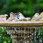 Birds-bathing-together-at-a-bird-bath