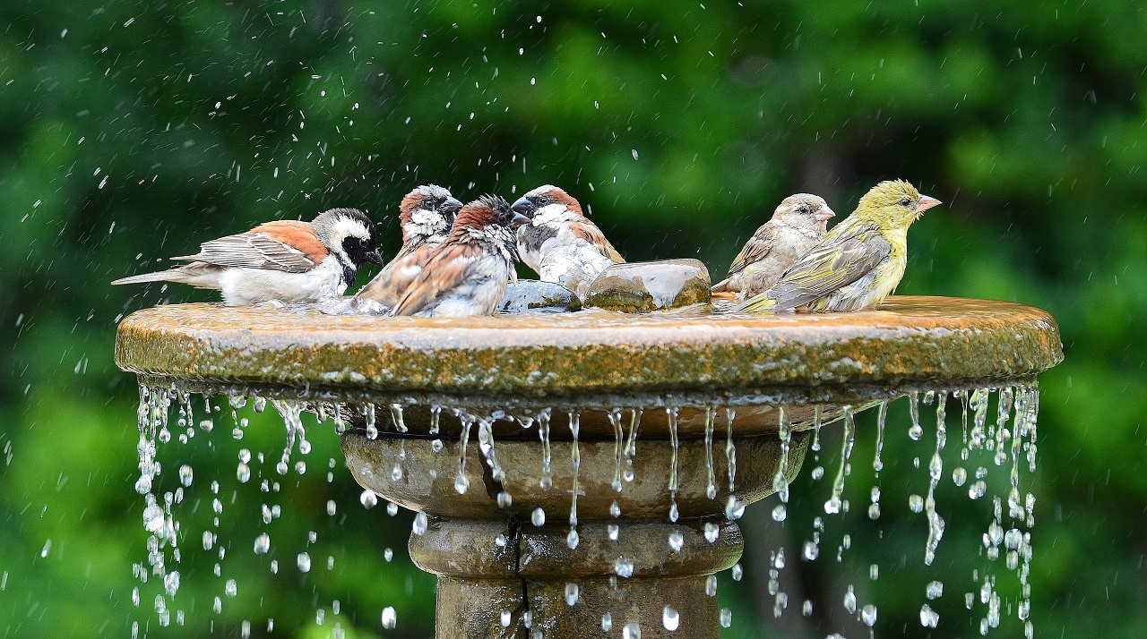 Birds-bathing-together-at-a-bird-bath