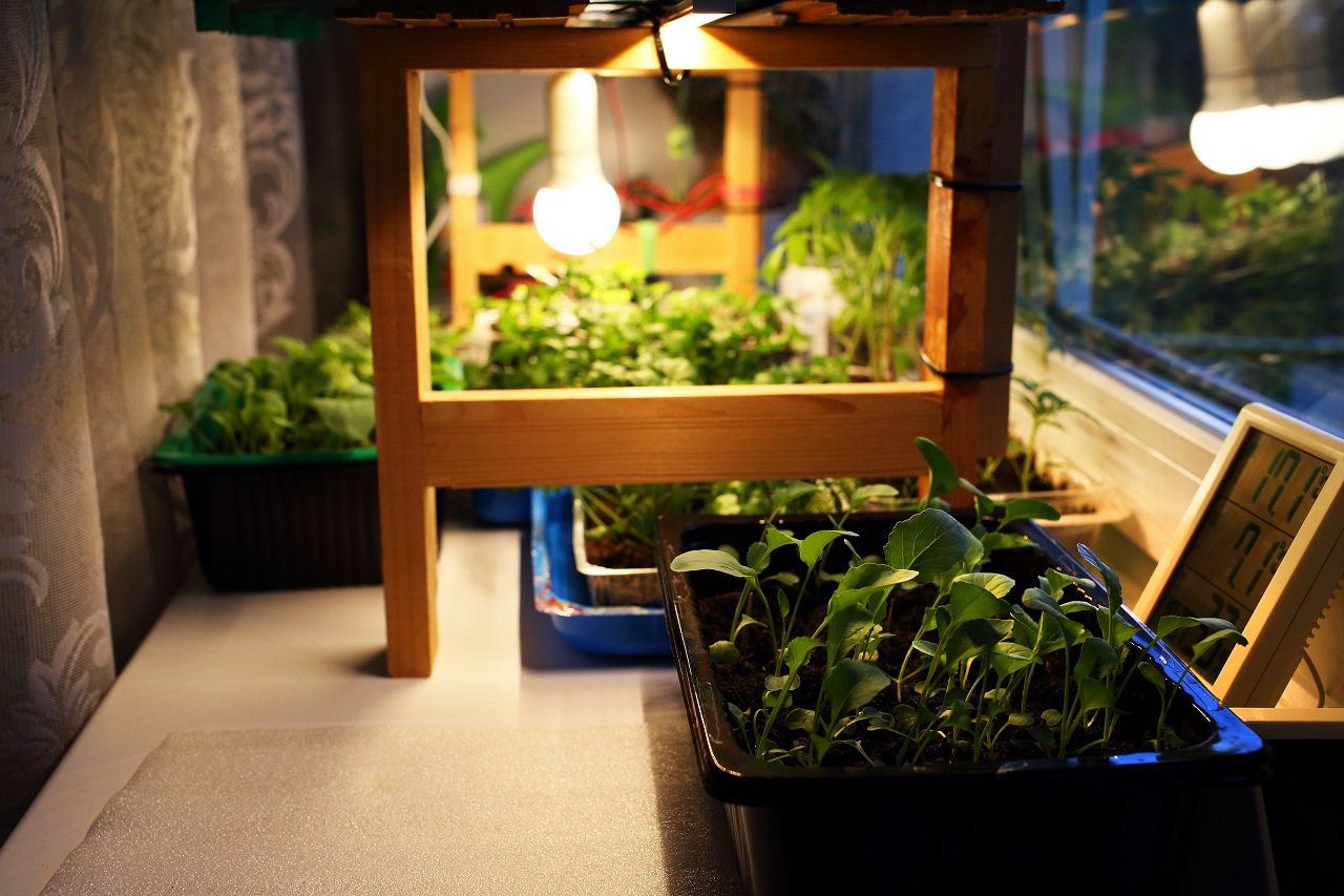 Growing-seedlings-cabbage-tomatoes-mint-other-plants-in-plastic-containers-on-windowsill-near-window-under-artificial-lighting-LED-lamp-solar-spectrum