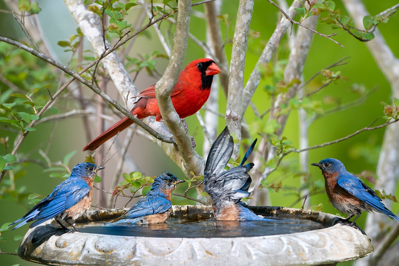 Northern-Cardinal-Watching-Eastern-Bluebirds-Splashing-in-Bird-Bath-in-Louisiana-Garden-in-Springtime