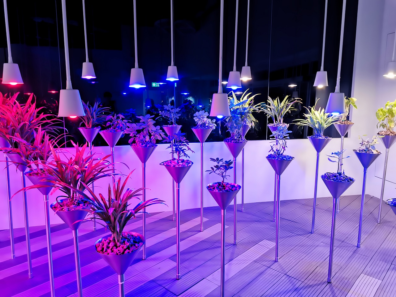 Plant-Grows-with-Lamp-Light-Indoor-Farm
